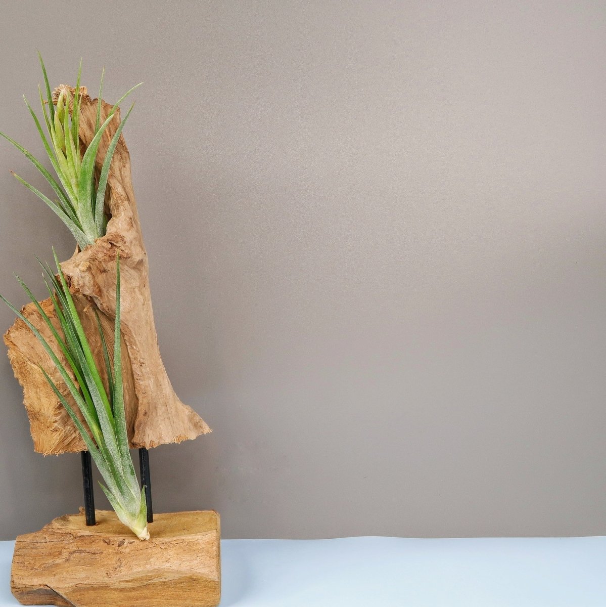 Tillandsia Ionantha Baileyii, spitze Triebe