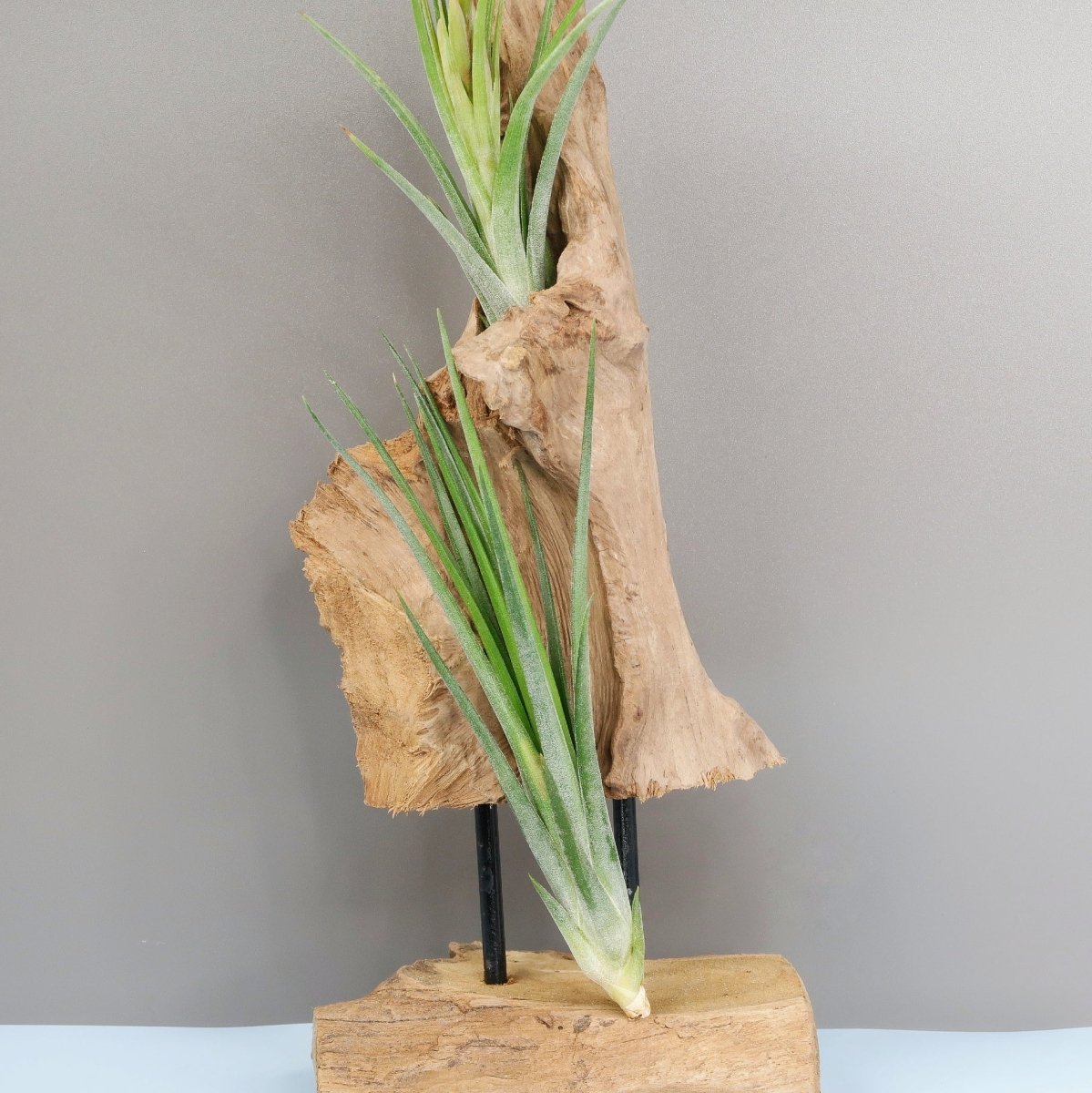 Tillandsia Ionantha Baileyii mit violetter Blüte