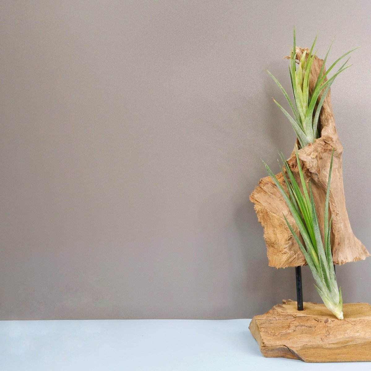 Tillandsia Ionantha Baileyii – liegend oder hängend