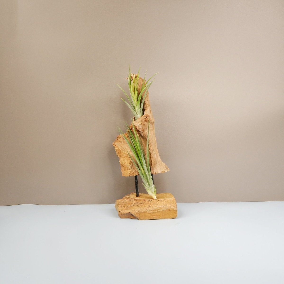 Tillandsia Ionantha Baileyii – Luftpflanze mit grünen Blättern – potflourri