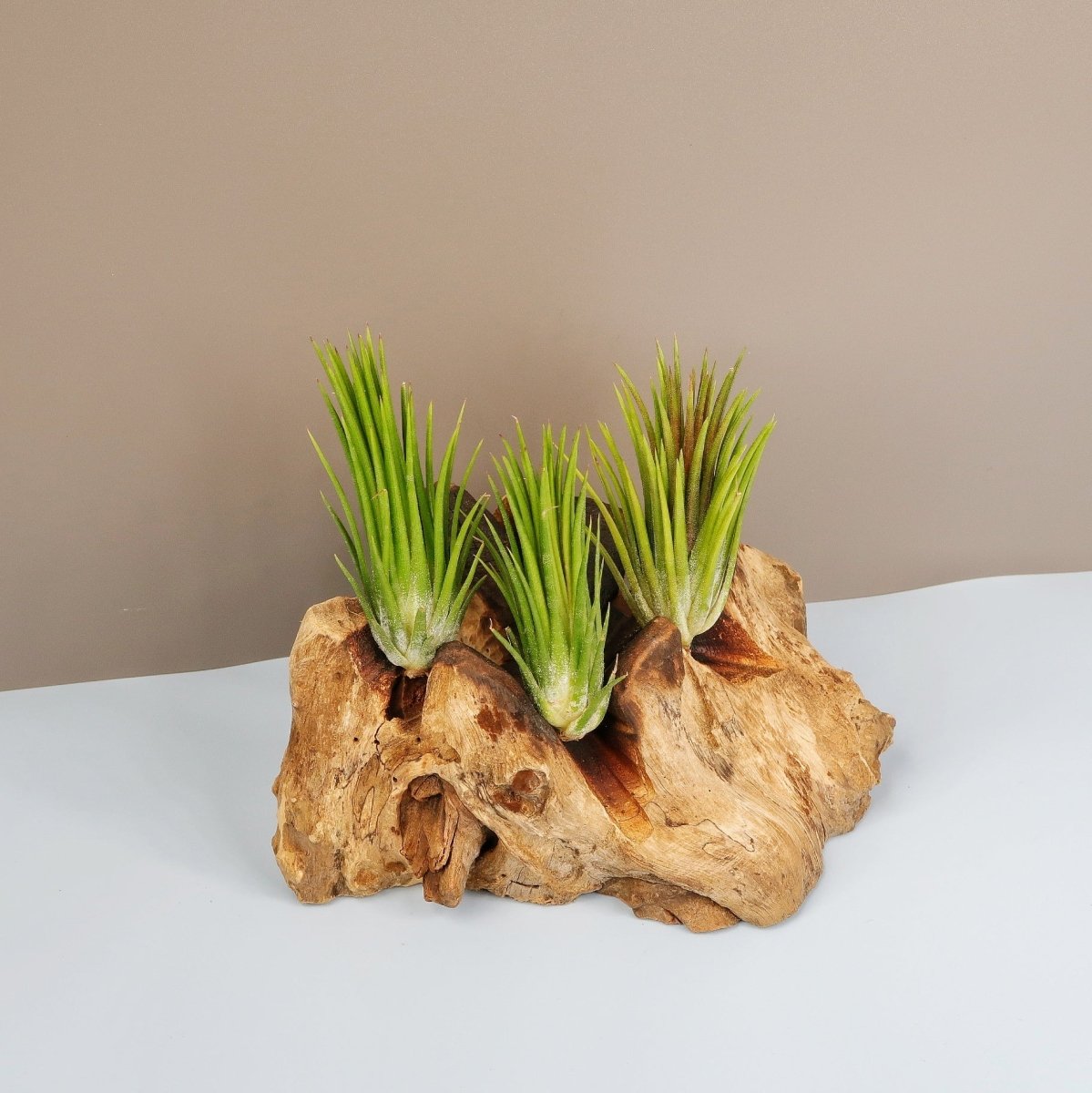 Tillandsia Ionantha Fuego mit violetter Blüte