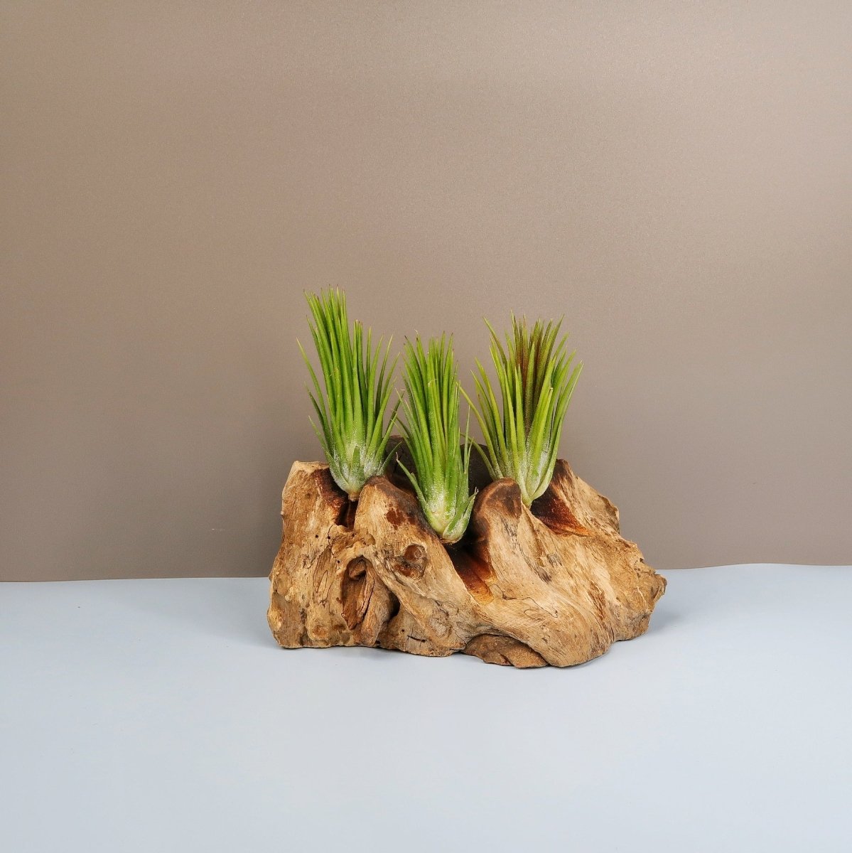 Tillandsia Ionantha Fuego – Luftpflanze mit rötlichen Blättern – potflourri