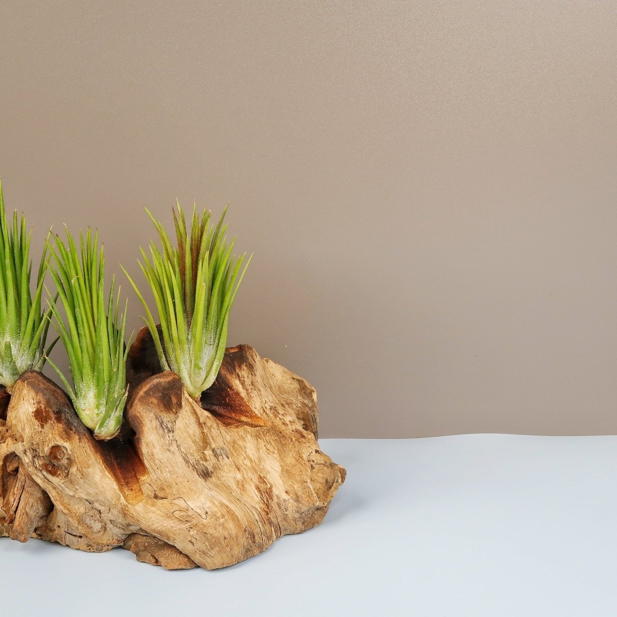 Tillandsia Ionantha Fuego – liegende Präsentation