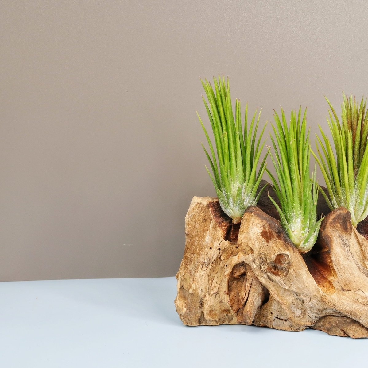 Tillandsia Ionantha Fuego, spitze Triebe
