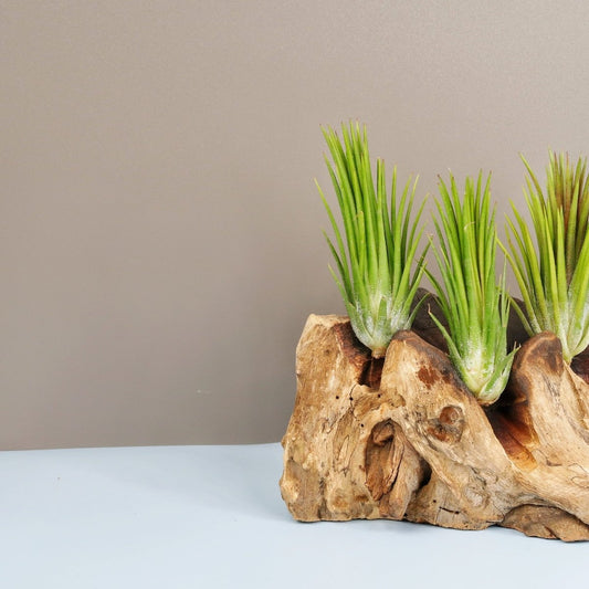 Tillandsia Ionantha Fuego – Luftpflanze mit rötlichen Blättern – potflourri