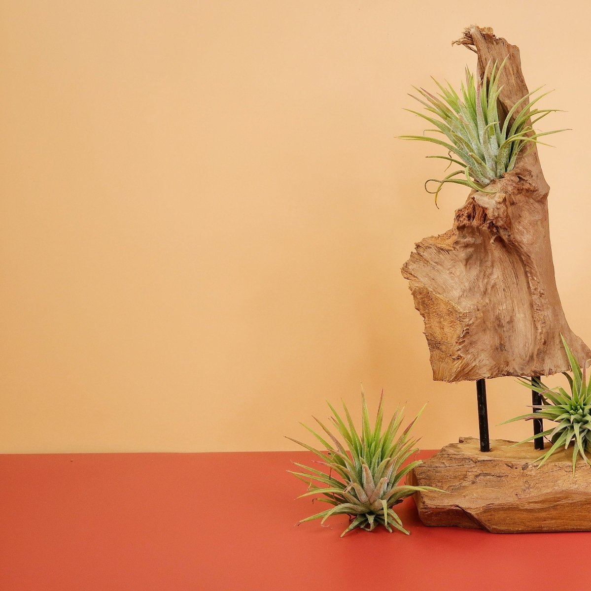 Tillandsia Ionantha Rubra, spitze Triebe