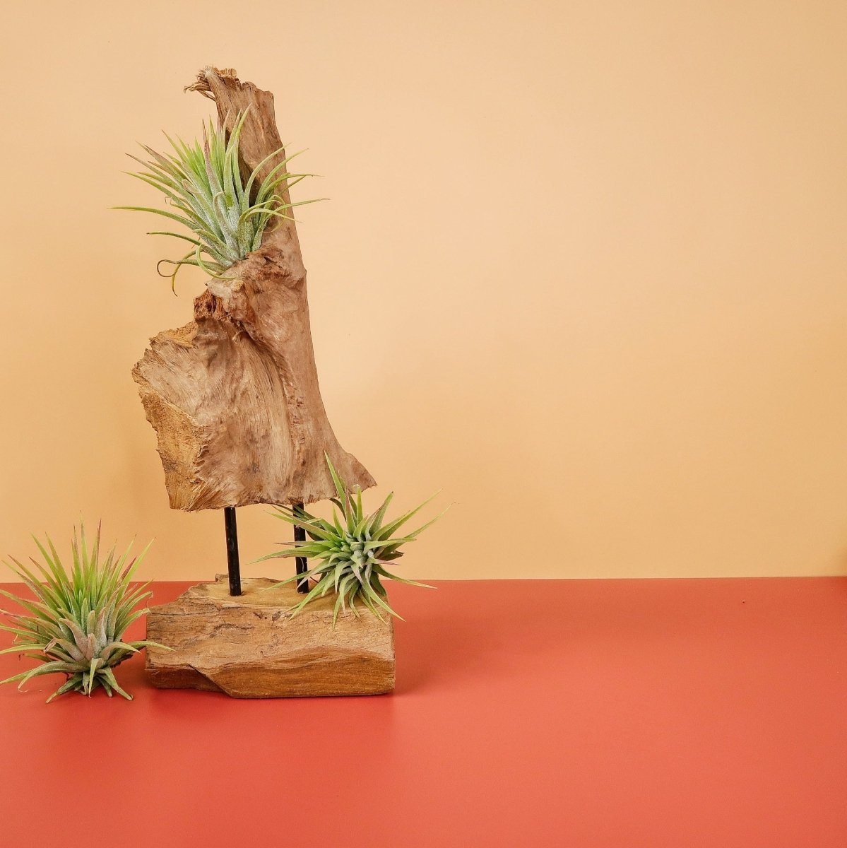 Tillandsia Ionantha Rubra – liegende Präsentation