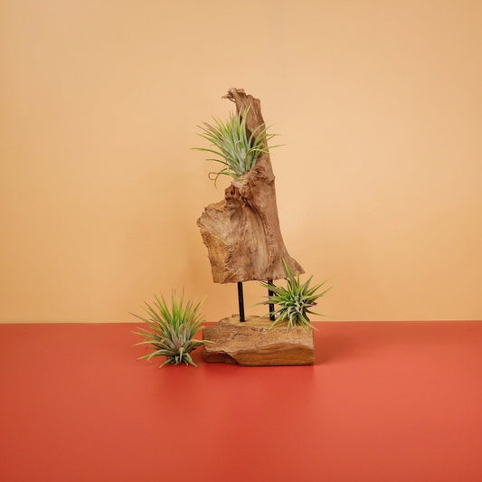 Tillandsia Ionantha Rubra – Luftpflanze mit orangenen Blättern – potflourri