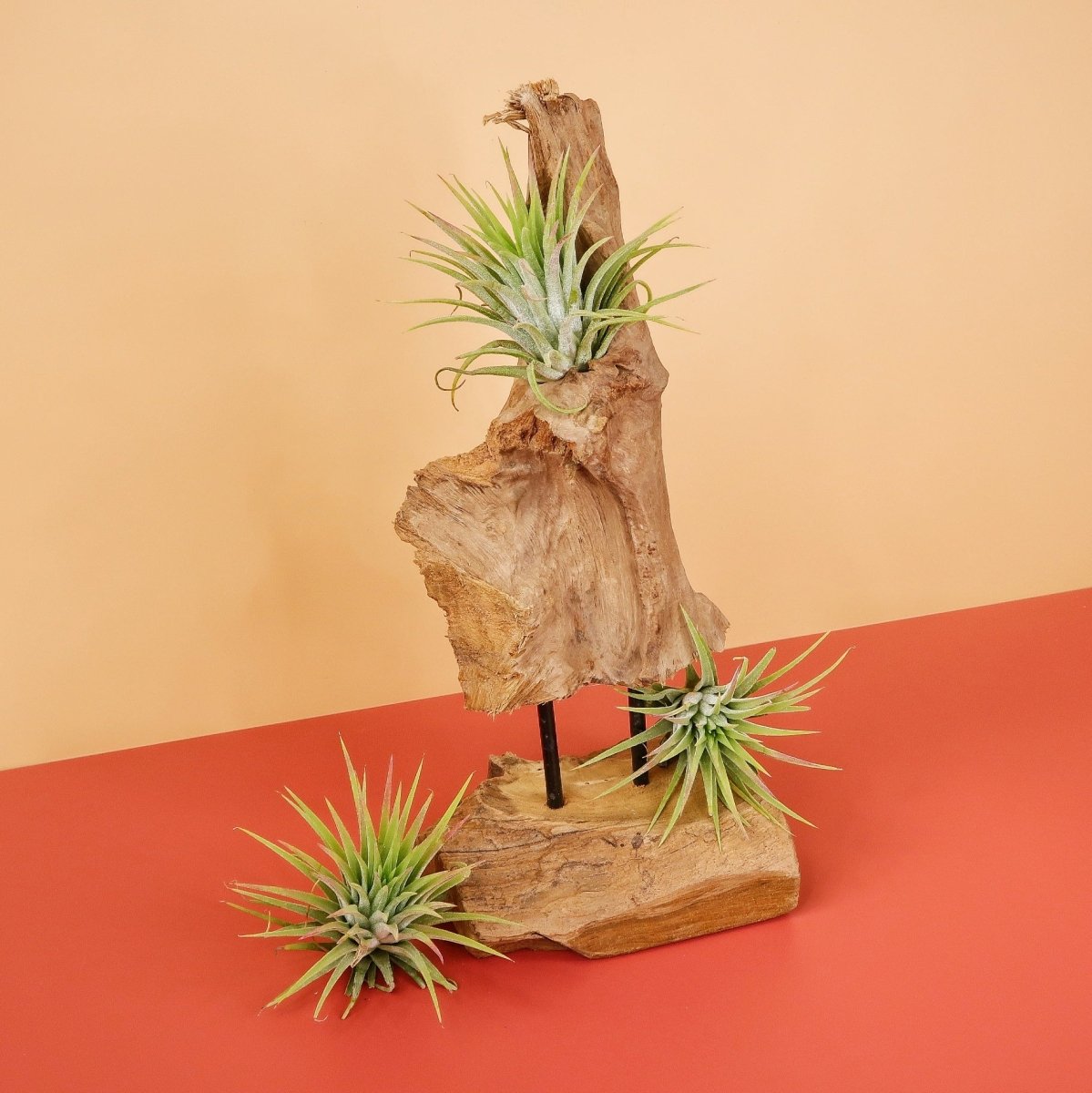 Tillandsia Ionantha Rubra, Variante Groß
