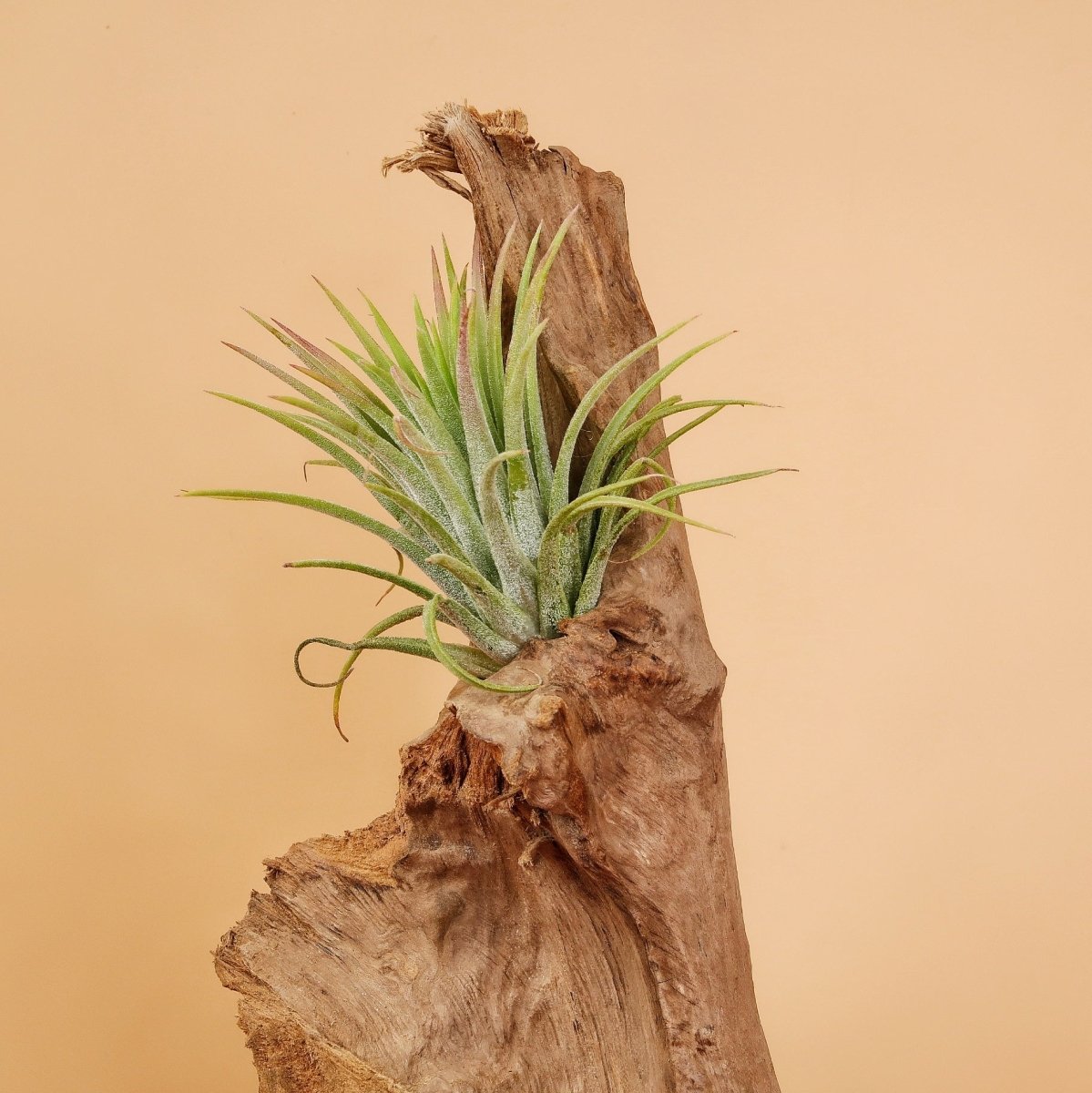 Tillandsia Ionantha Rubra mit violetter Blüte