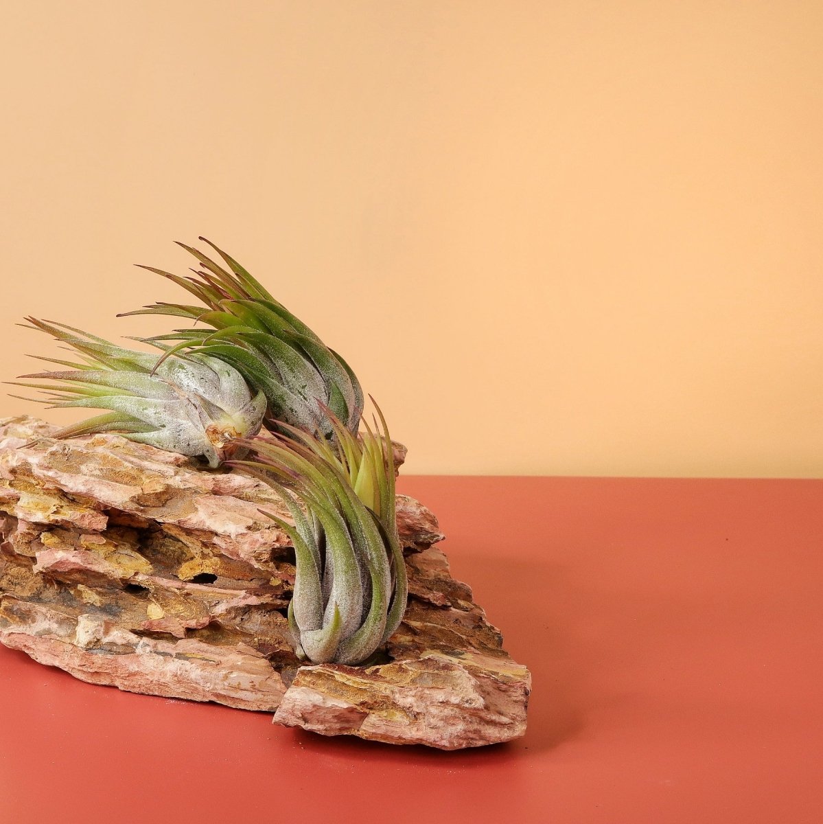 Tillandsia Ionantha Scaposa, grüne Blätter