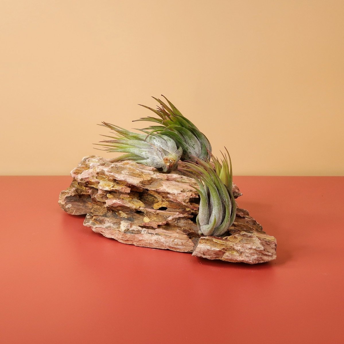 Tillandsia Ionantha Scaposa – liegend wachsende Luftpflanze – potflourri