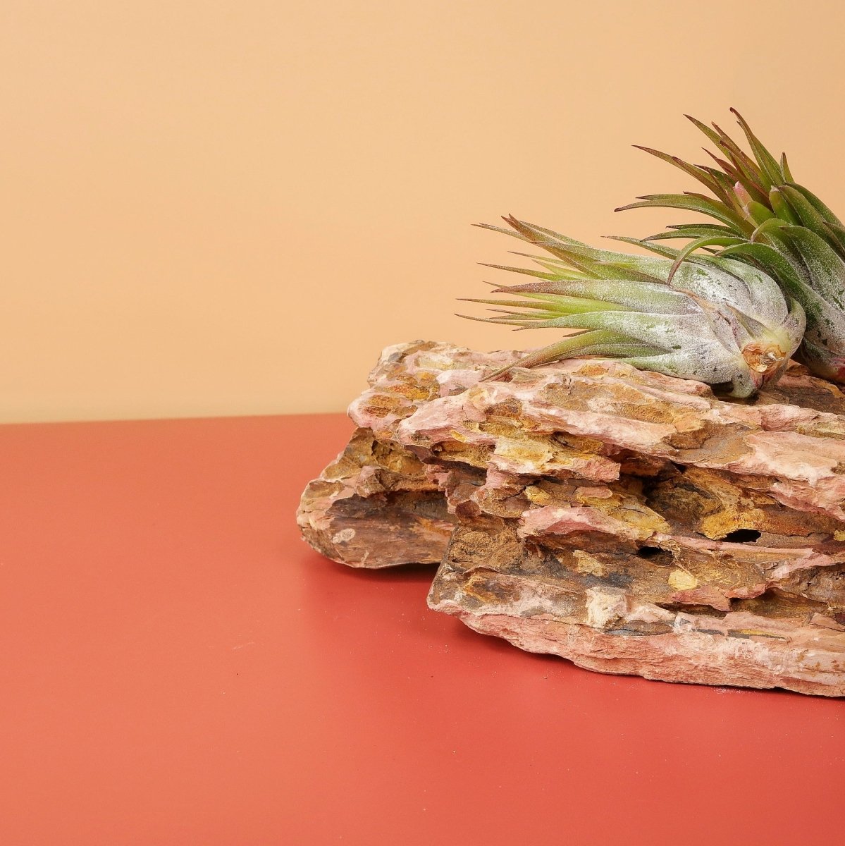 Tillandsia Ionantha Scaposa – spitze Triebe