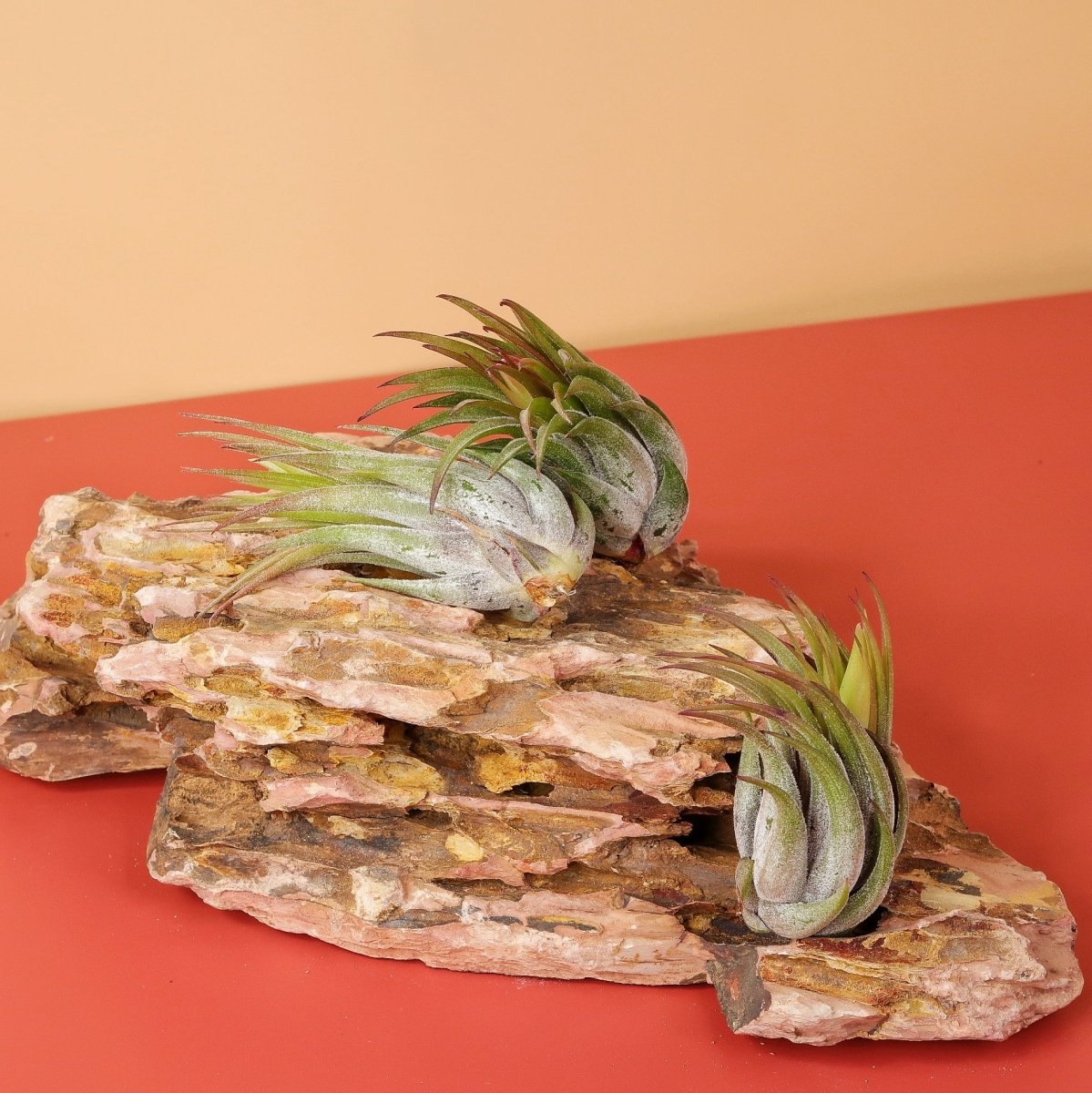 Tillandsia Ionantha Scaposa – aufrechte Rosette der Varietät scaposa – potflourri