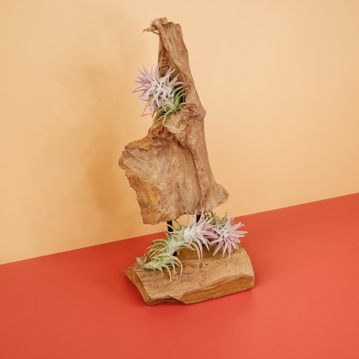 Tillandsia Ionantha Vanhyningii, robuste Wüstenpflanze