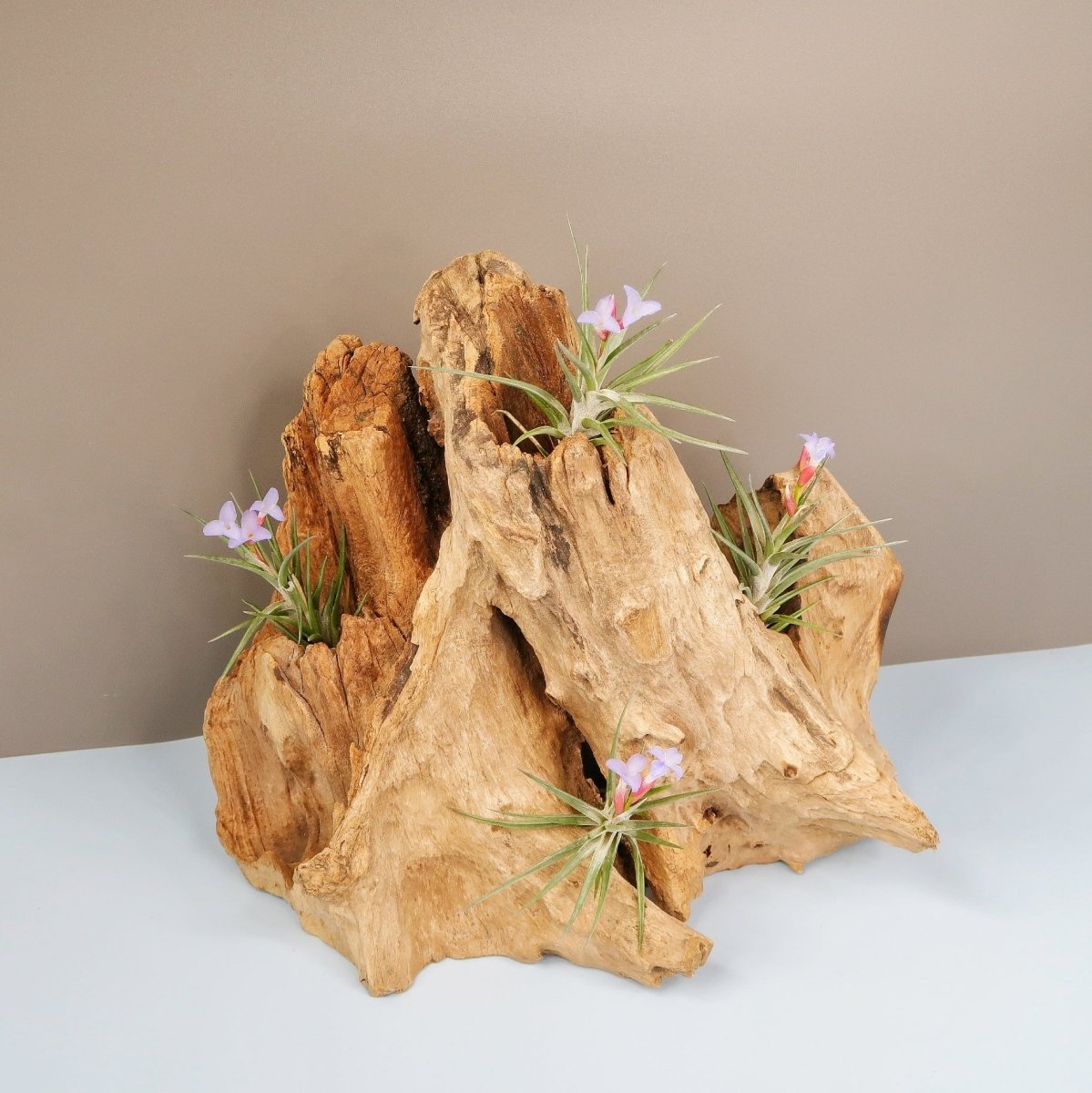 Tillandsia Jonesii mit violetter Blüte