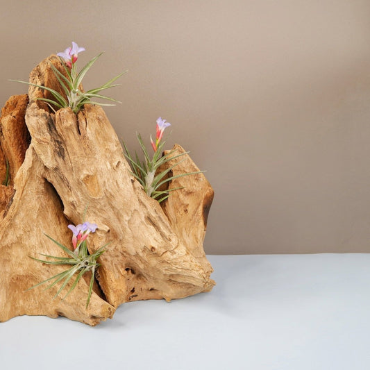 Tillandsia Jonesii – Luftpflanze mit spitzen grünen Blättern – potflourri
