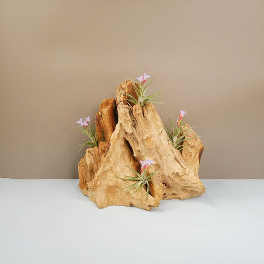 Tillandsia Jonesii – Luftpflanze mit spitzen grünen Blättern – potflourri