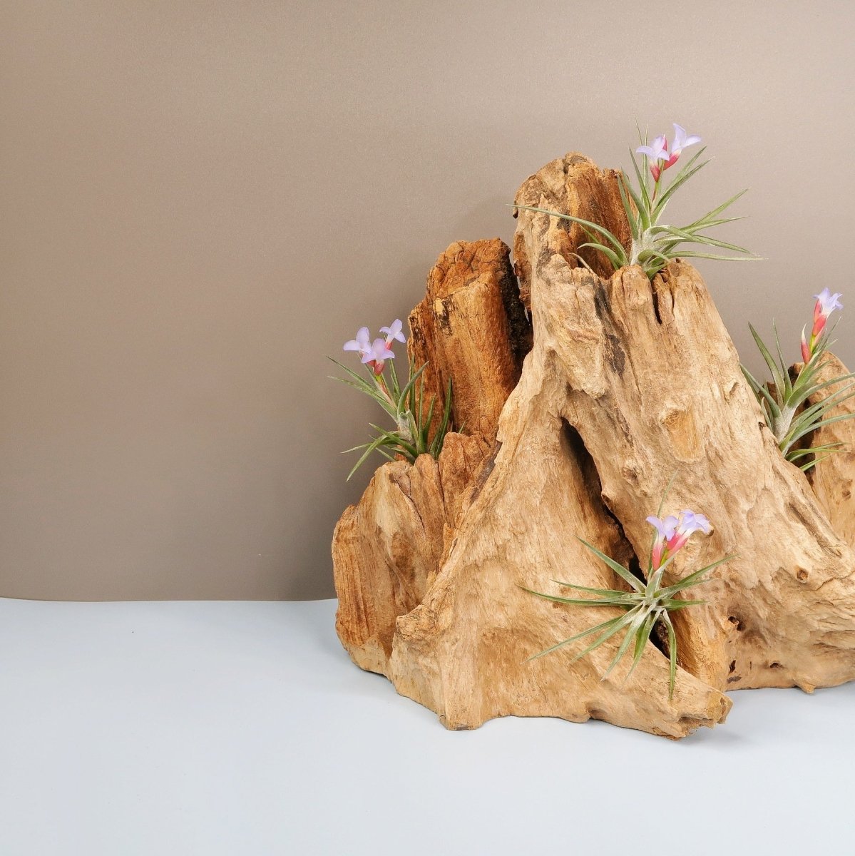 Tillandsia Jonesii – lange spitze Triebe
