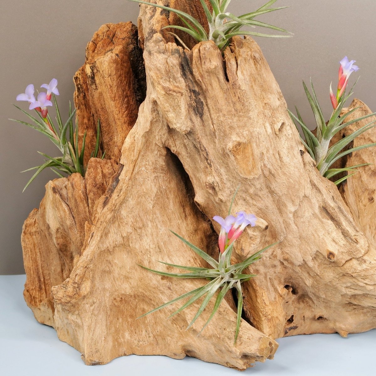 Tillandsia Jonesii – Luftpflanze ohne Erde im Detail – potflourri