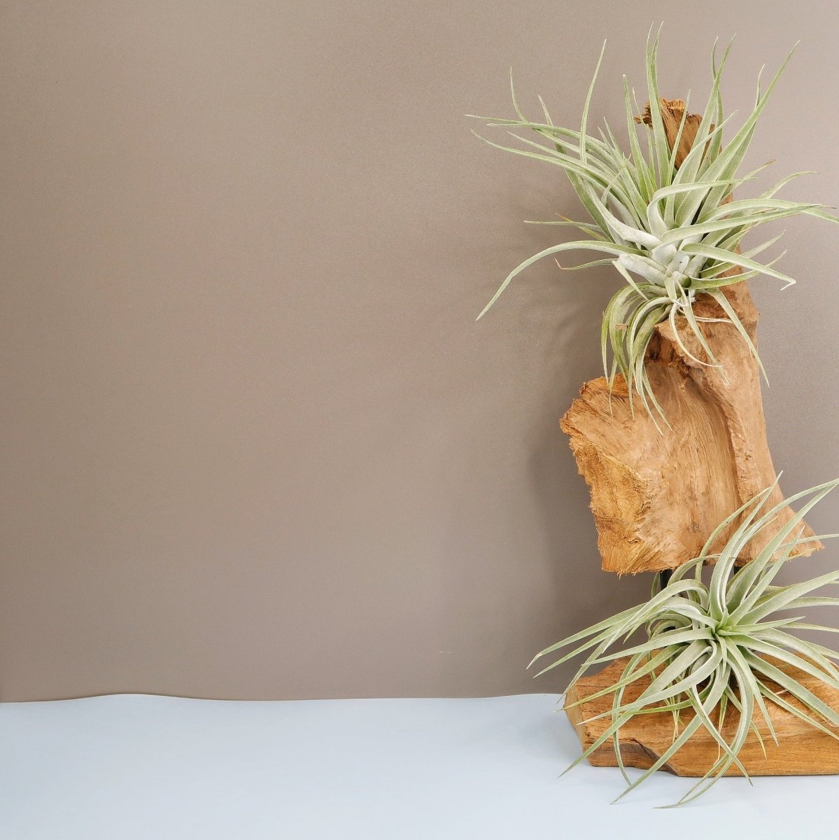 Tillandsia Kammi, kompakte Rosette