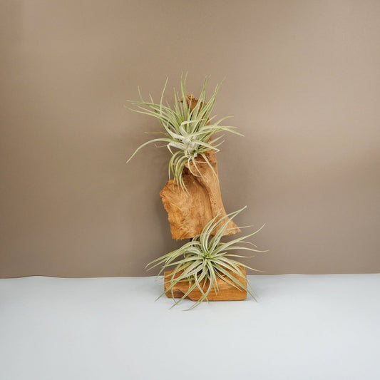 Tillandsia Kammi – Luftpflanze mit silbrig-grünen Blättern – potflourri