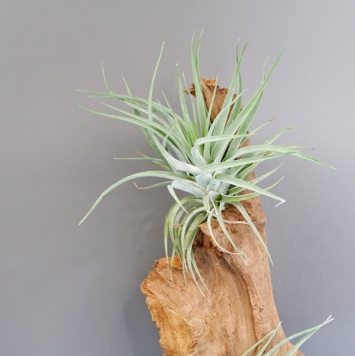 Tillandsia Kammi mit rosafarbener Blüte