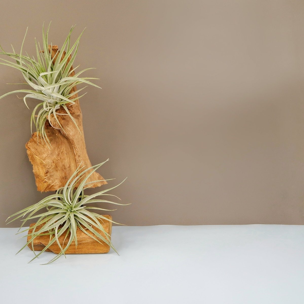 Tillandsia Kammi – dezente Eleganz