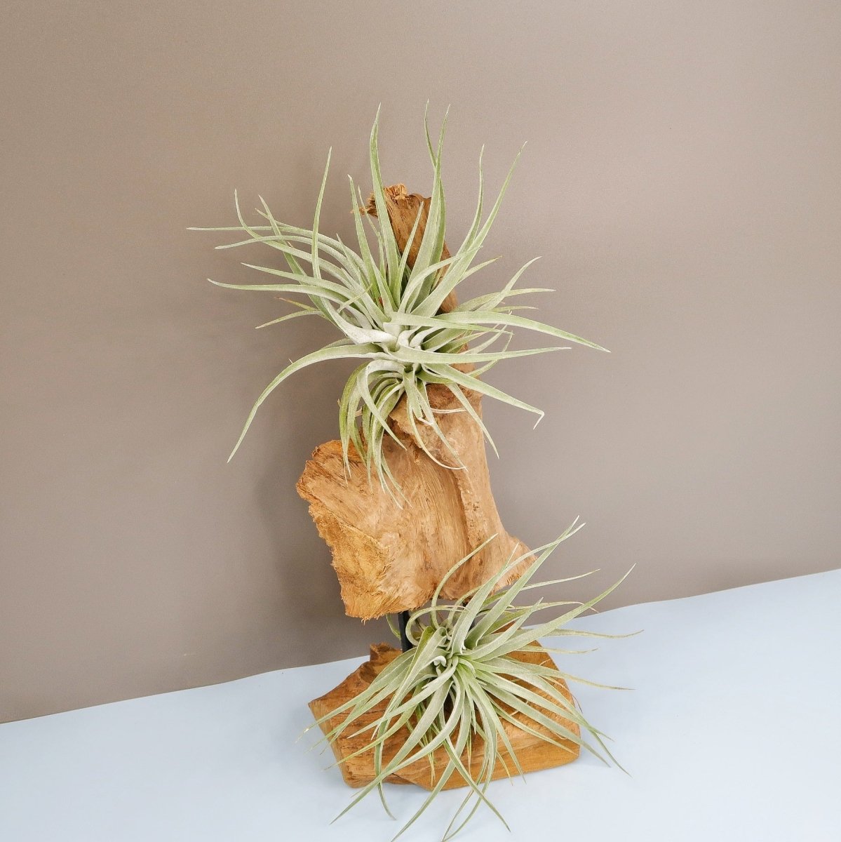 Tillandsia Kammi, pflegeleicht und kompakt