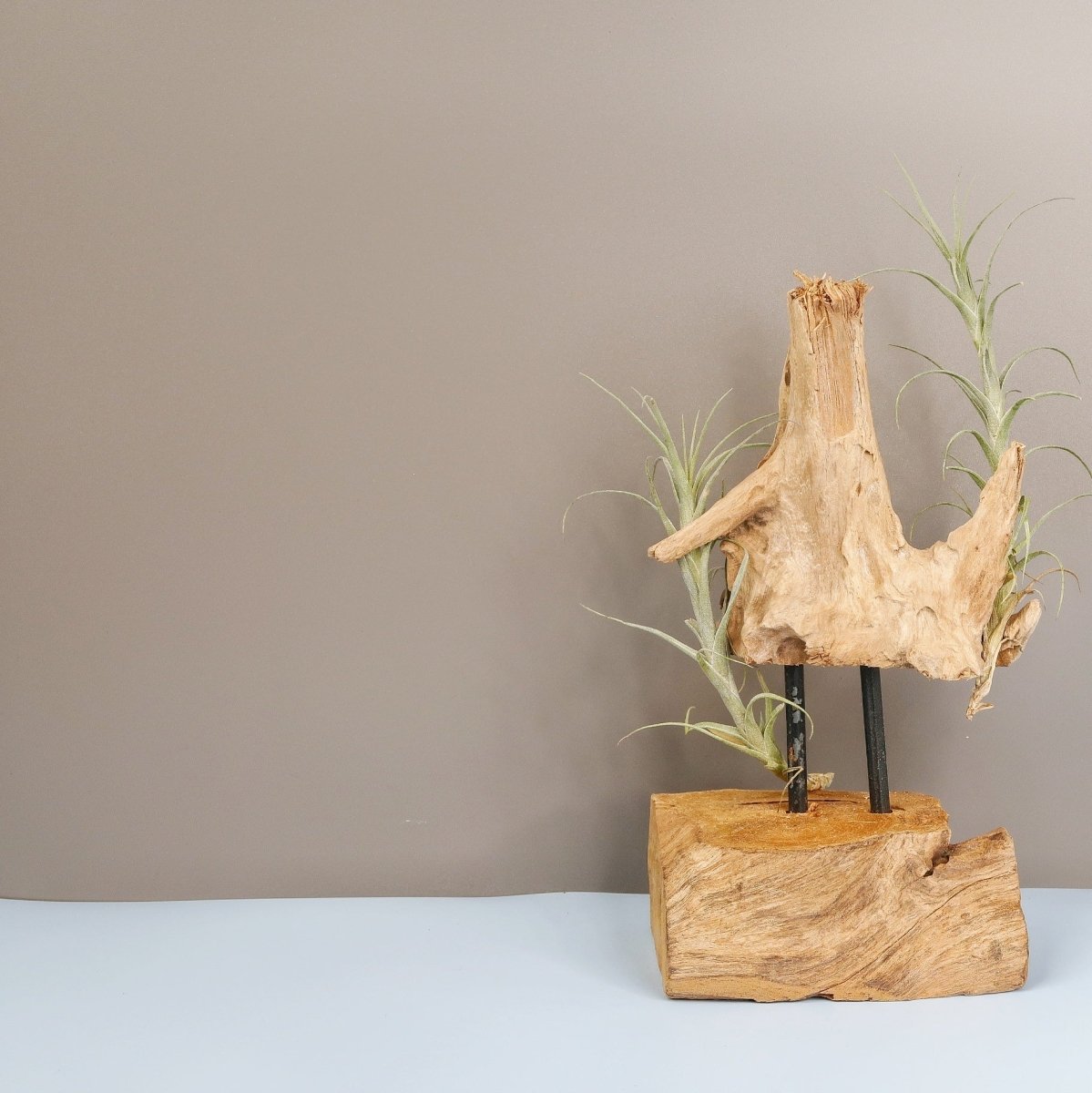 Tillandsia Macbrideana, spitze Triebe