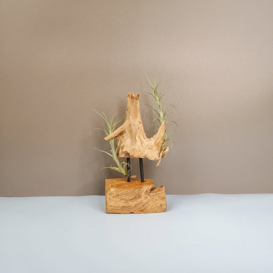 Tillandsia Macbrideana – Luftpflanze mit gelblichen Blättern – potflourri