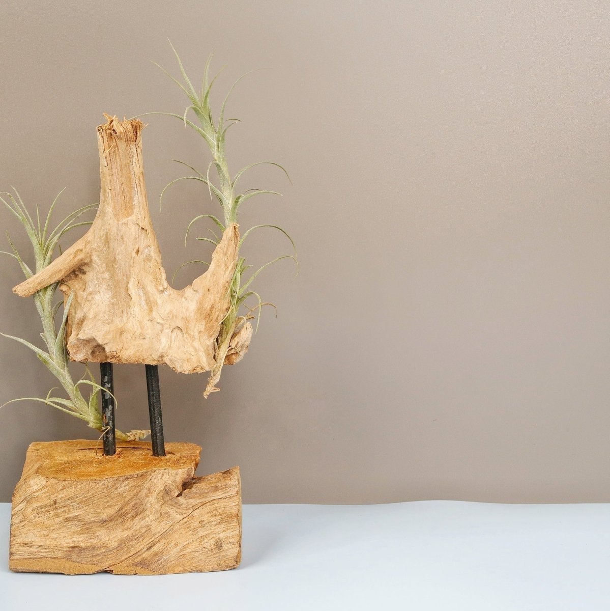 Tillandsia Macbrideana – liegende Präsentation