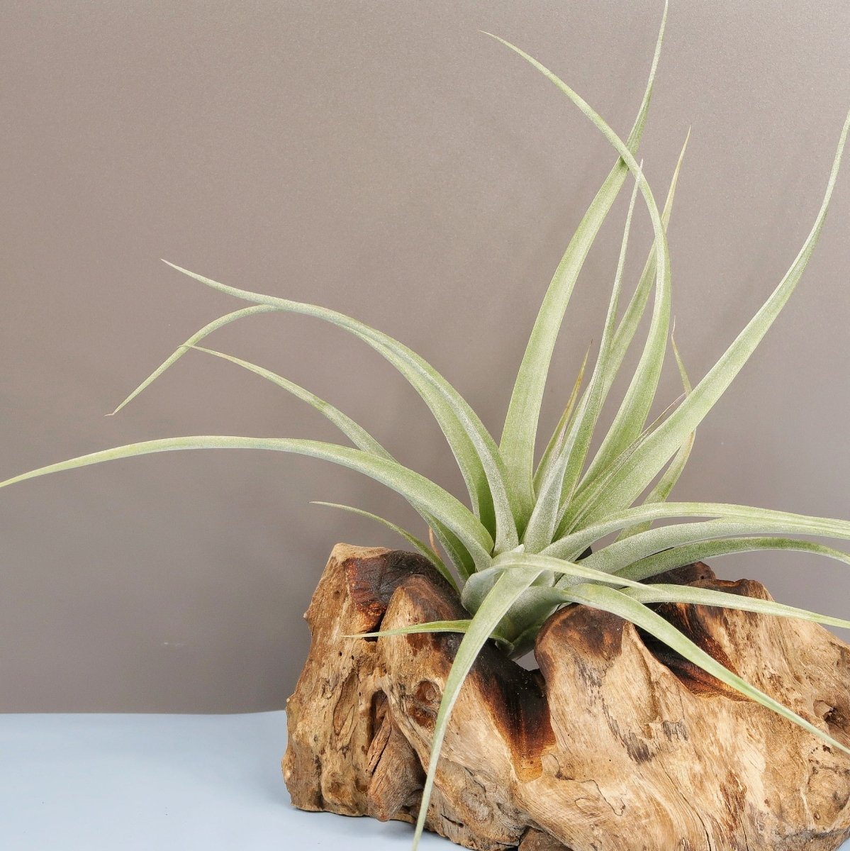 Tillandsia Majestic, robuste Wüstenpflanze