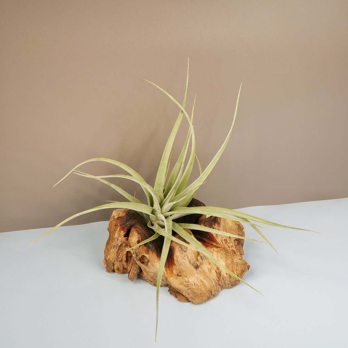 Tillandsia Majestic mit roter Blüte
