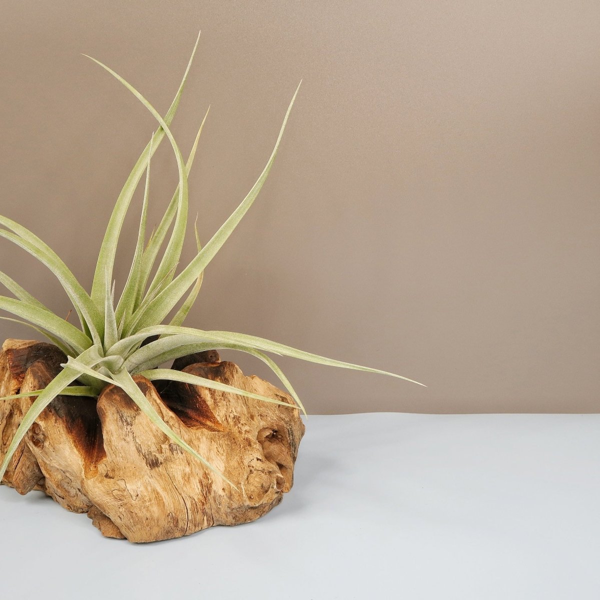 Tillandsia Majestic – spitze Triebe in alle Richtungen