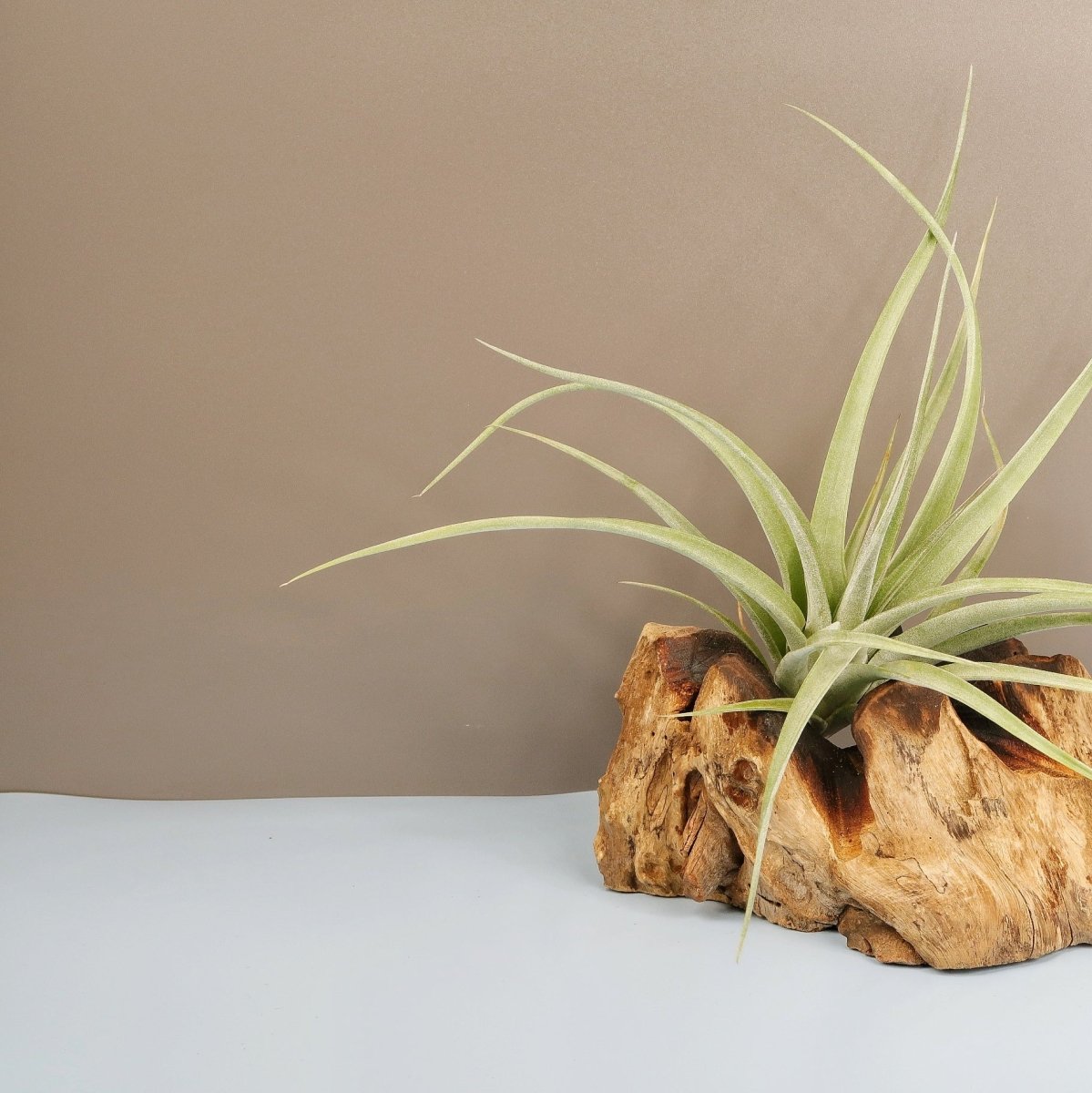 Tillandsia Majestic, liegend oder hängend