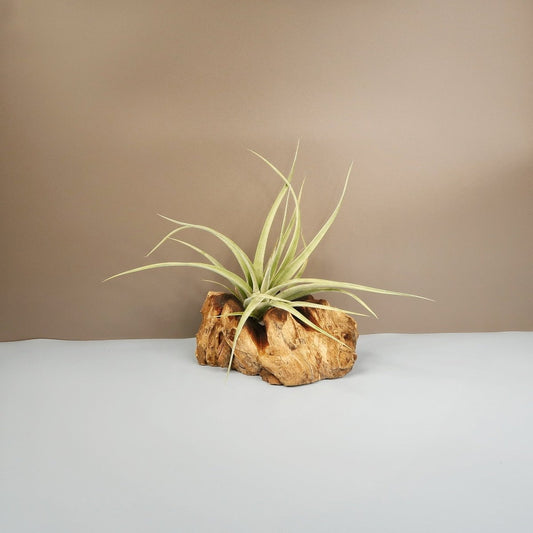 Tillandsia Majestic – Luftpflanze mit grünen Blättern – potflourri