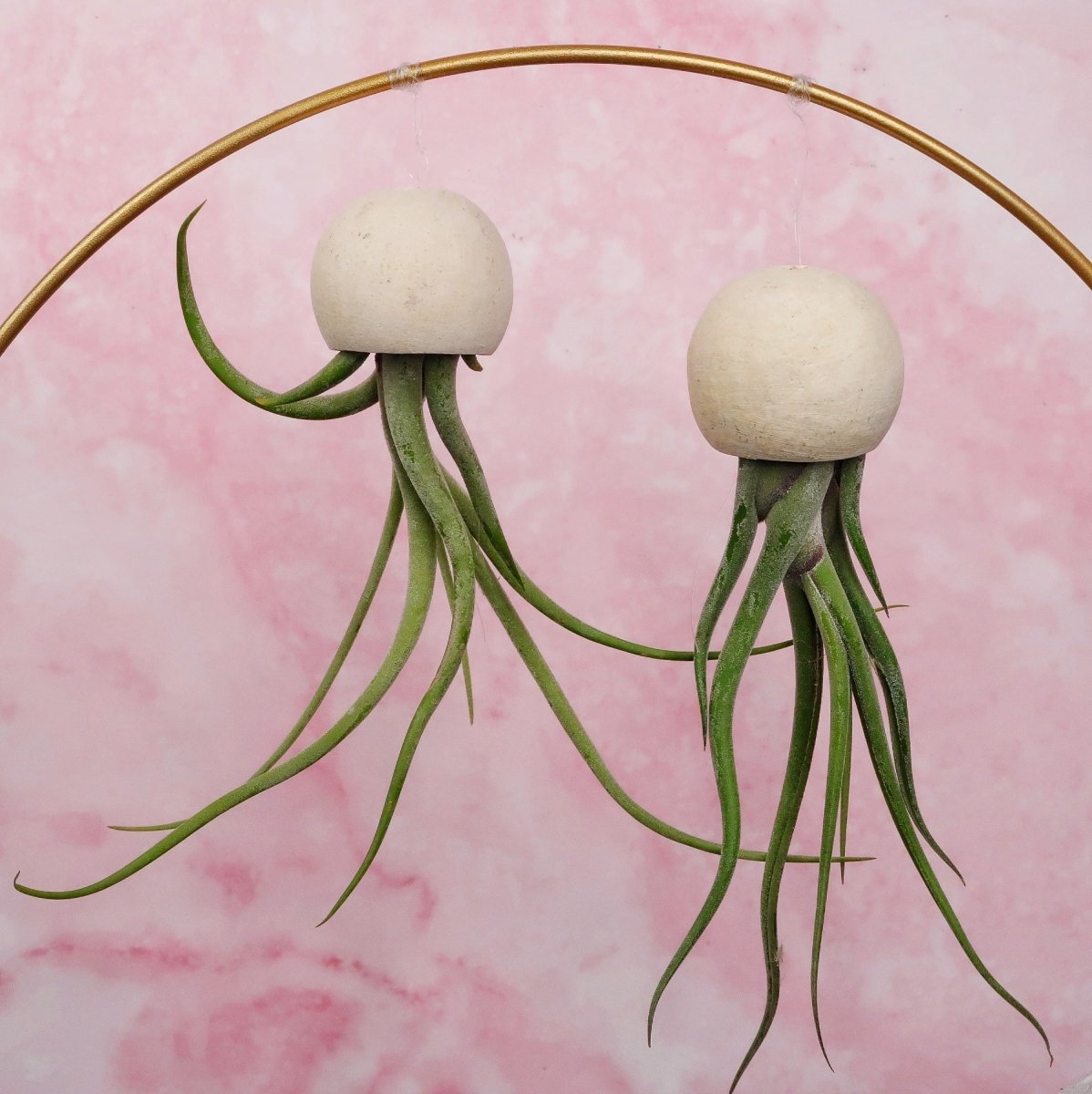 Tillandsia Medusae Bellcup Natur am transparenten Nylonfaden