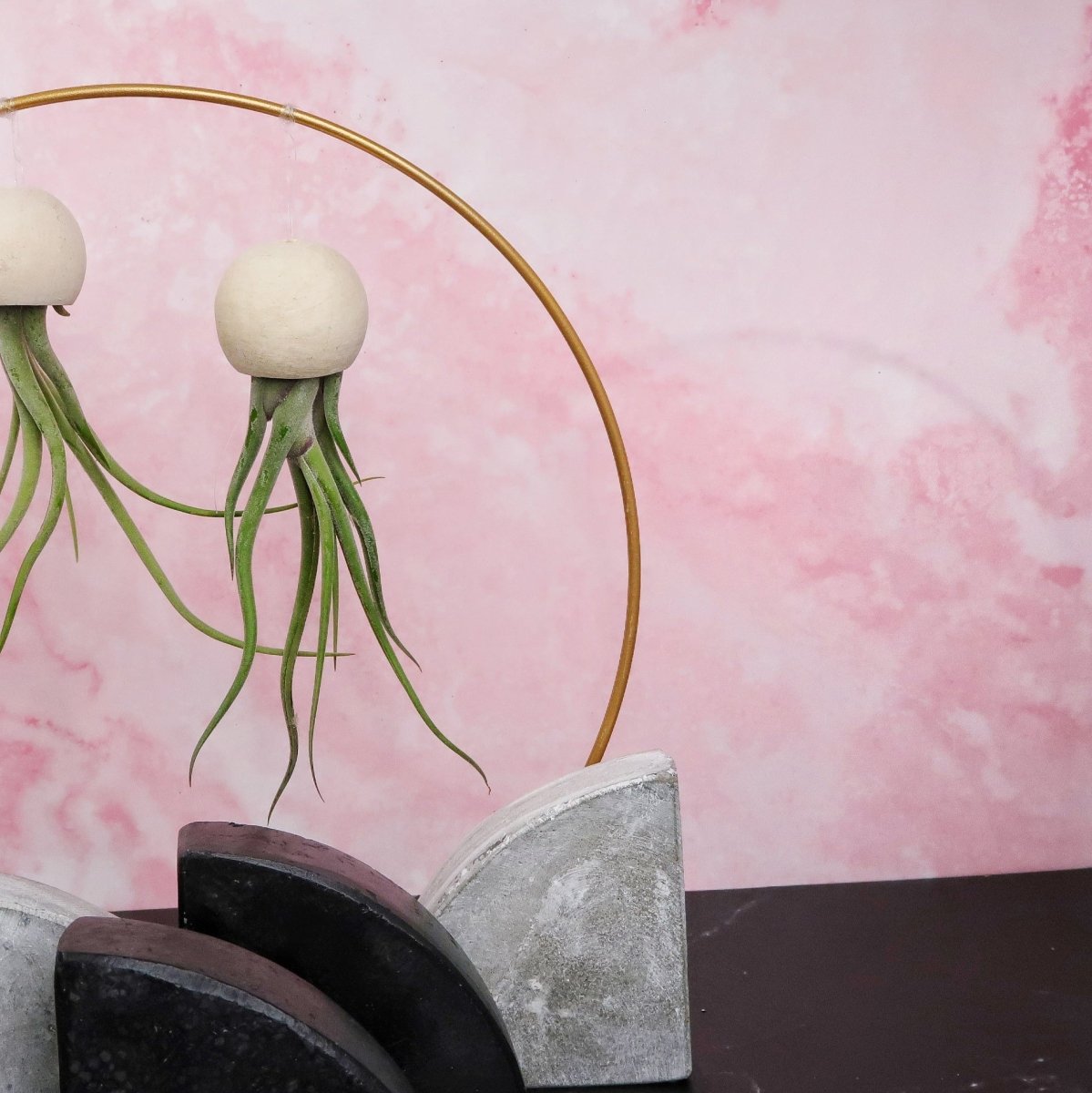 Tillandsia Medusae an Kugel aus Naturmaterial, hängend