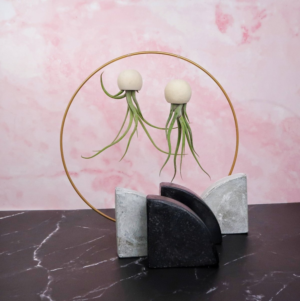 Tillandsia Medusae Bellcup Natur – hängende Luftpflanze von potflourri