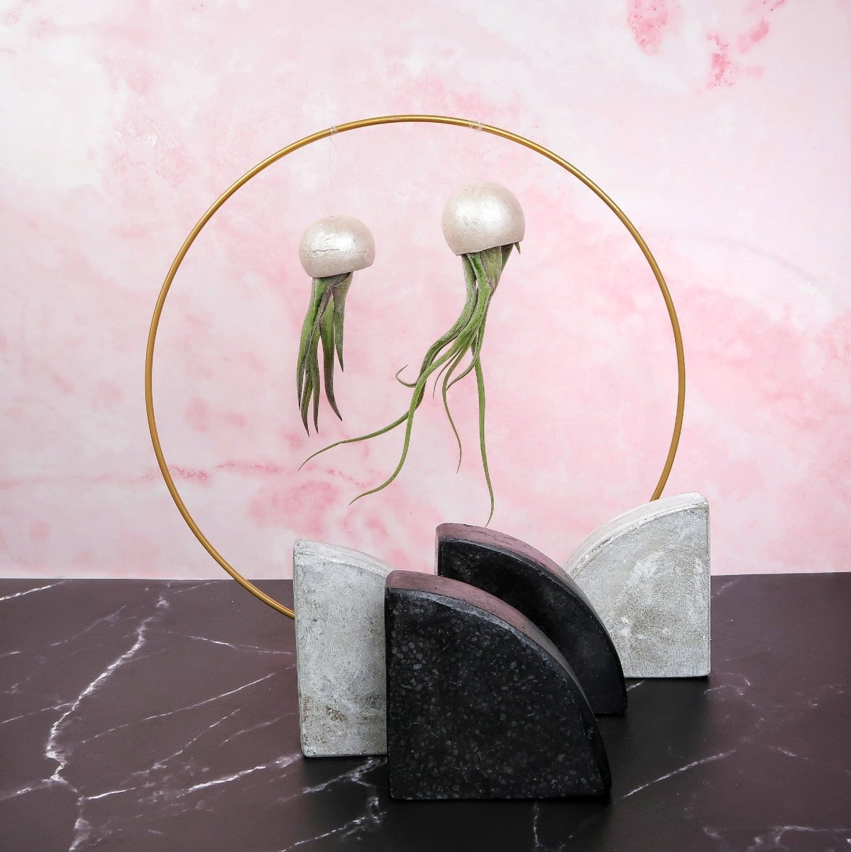 Tillandsia Medusae Bellcup Pearl – hängende Luftpflanze von potflourri