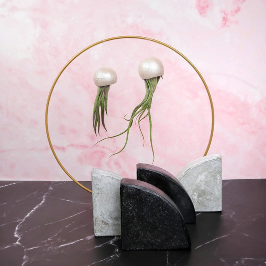 Tillandsia Medusae Bellcup Pearl – hängende Luftpflanze von potflourri