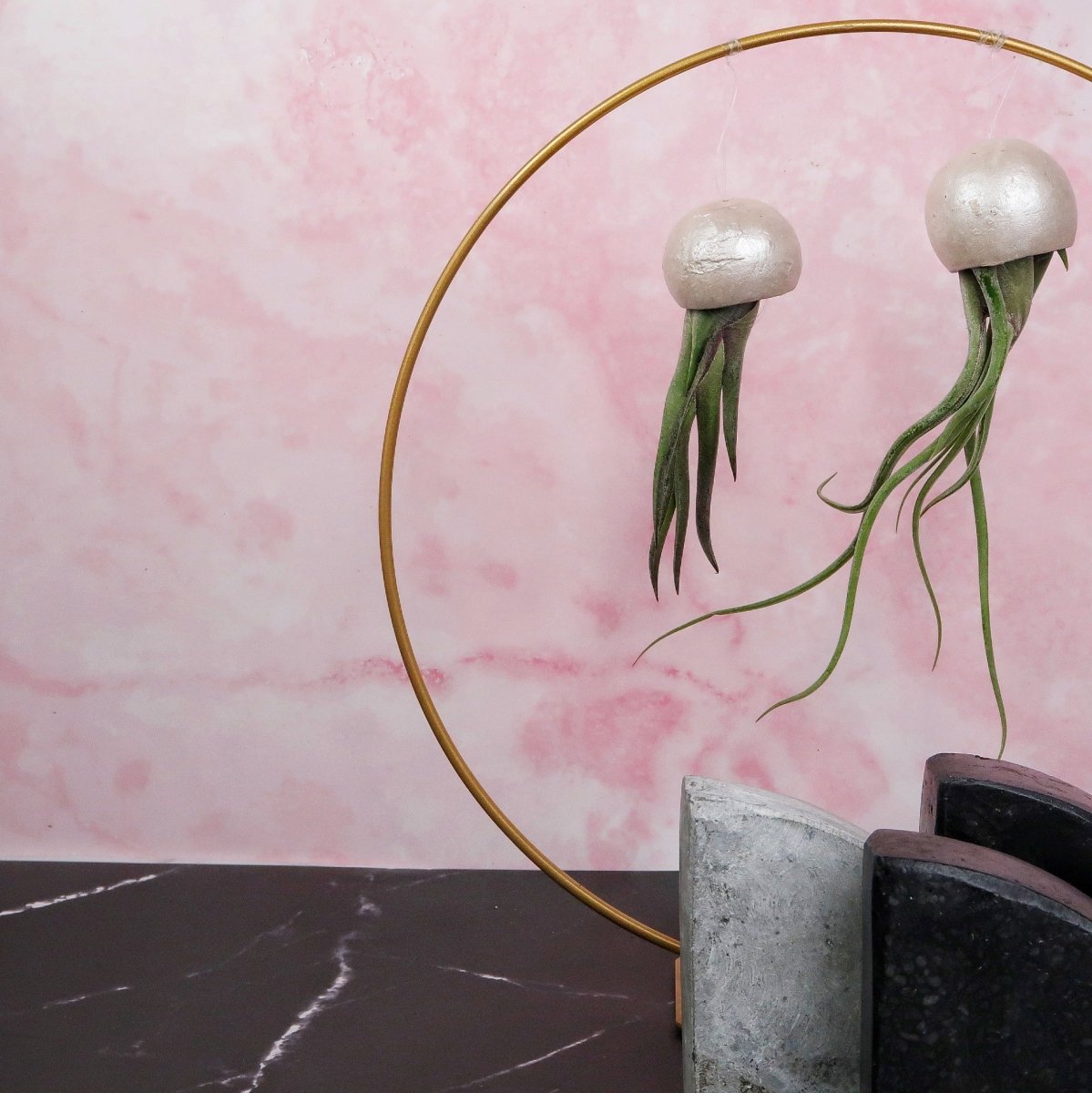 Luftpflanze Tillandsia Medusae Pearl mit spitzen Blättern