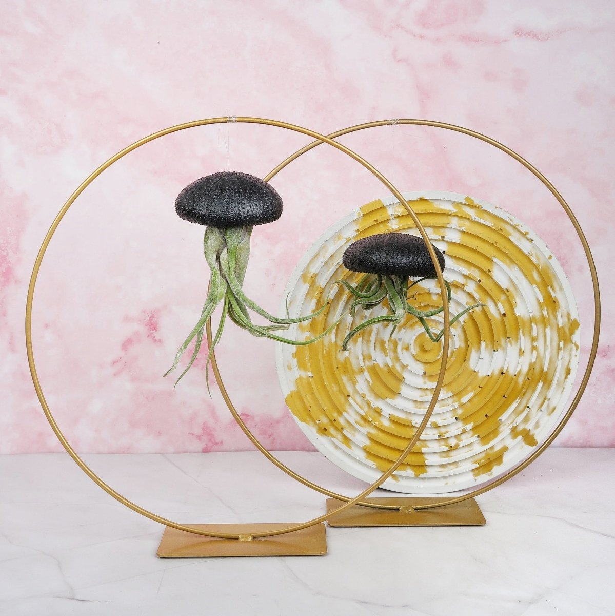 Tillandsia Medusae Black – hängende Luftpflanze – potflourri
