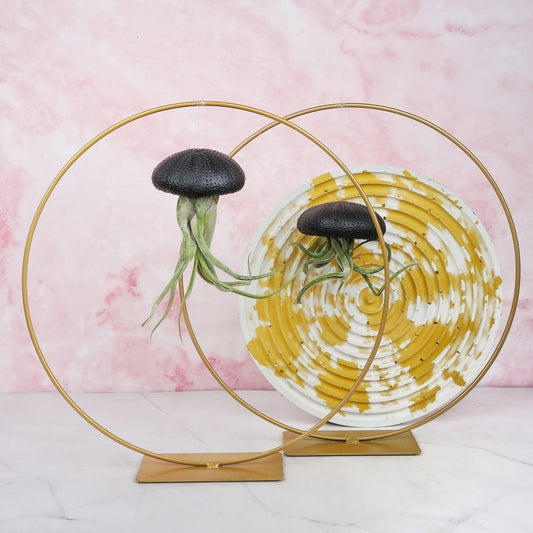 Tillandsia Medusae Black – hängende Luftpflanze – potflourri