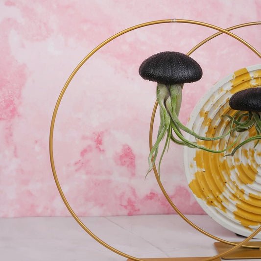 Tillandsia Medusae Black – hängende Luftpflanze – potflourri