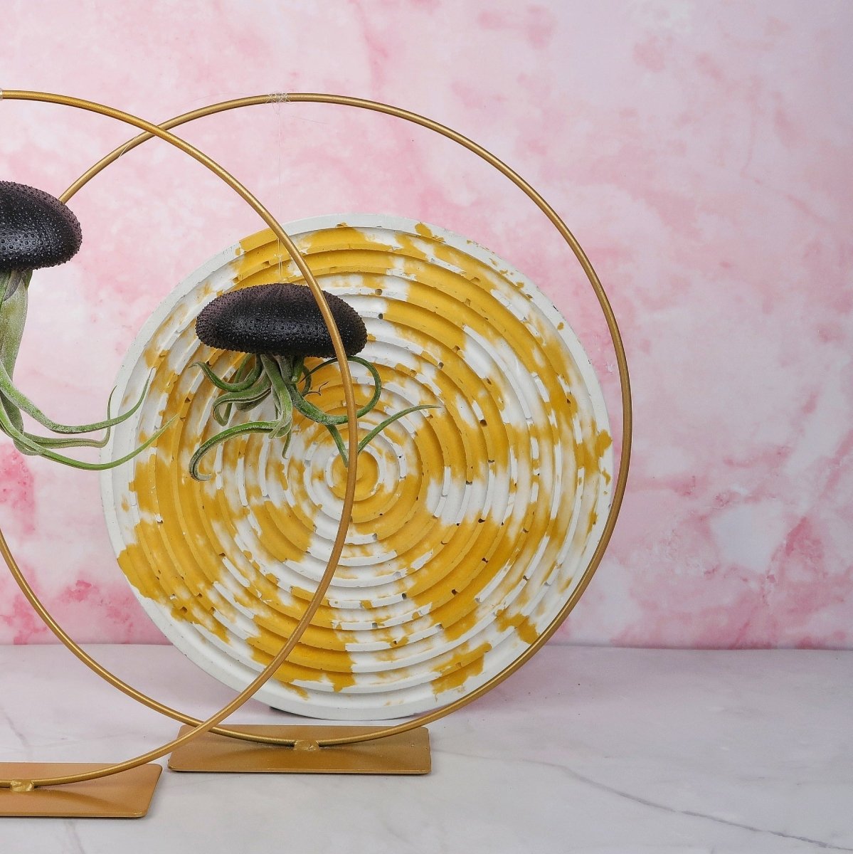 Tillandsia Medusae Black für Einsteiger geeignet