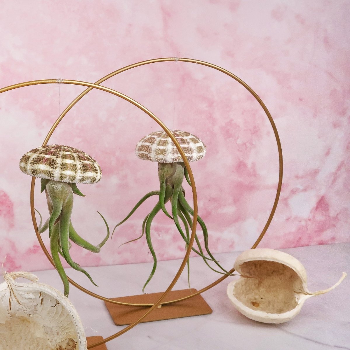 Tillandsia Medusae Natur für Einsteiger geeignet