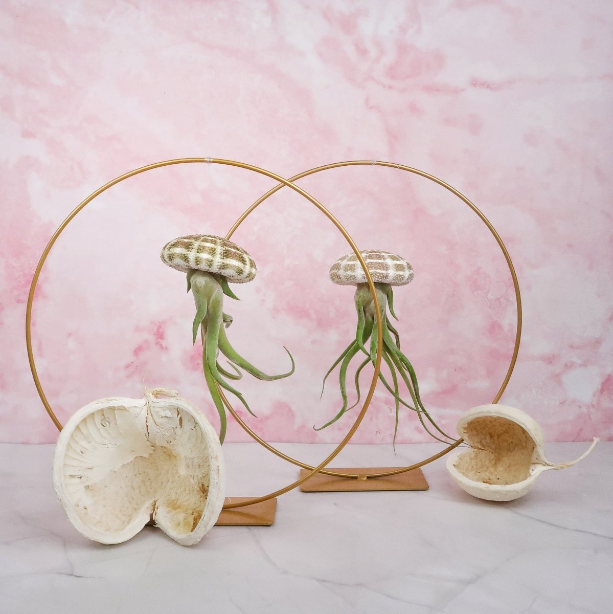 Tillandsia Medusae Natur – hängende Luftpflanze – potflourri