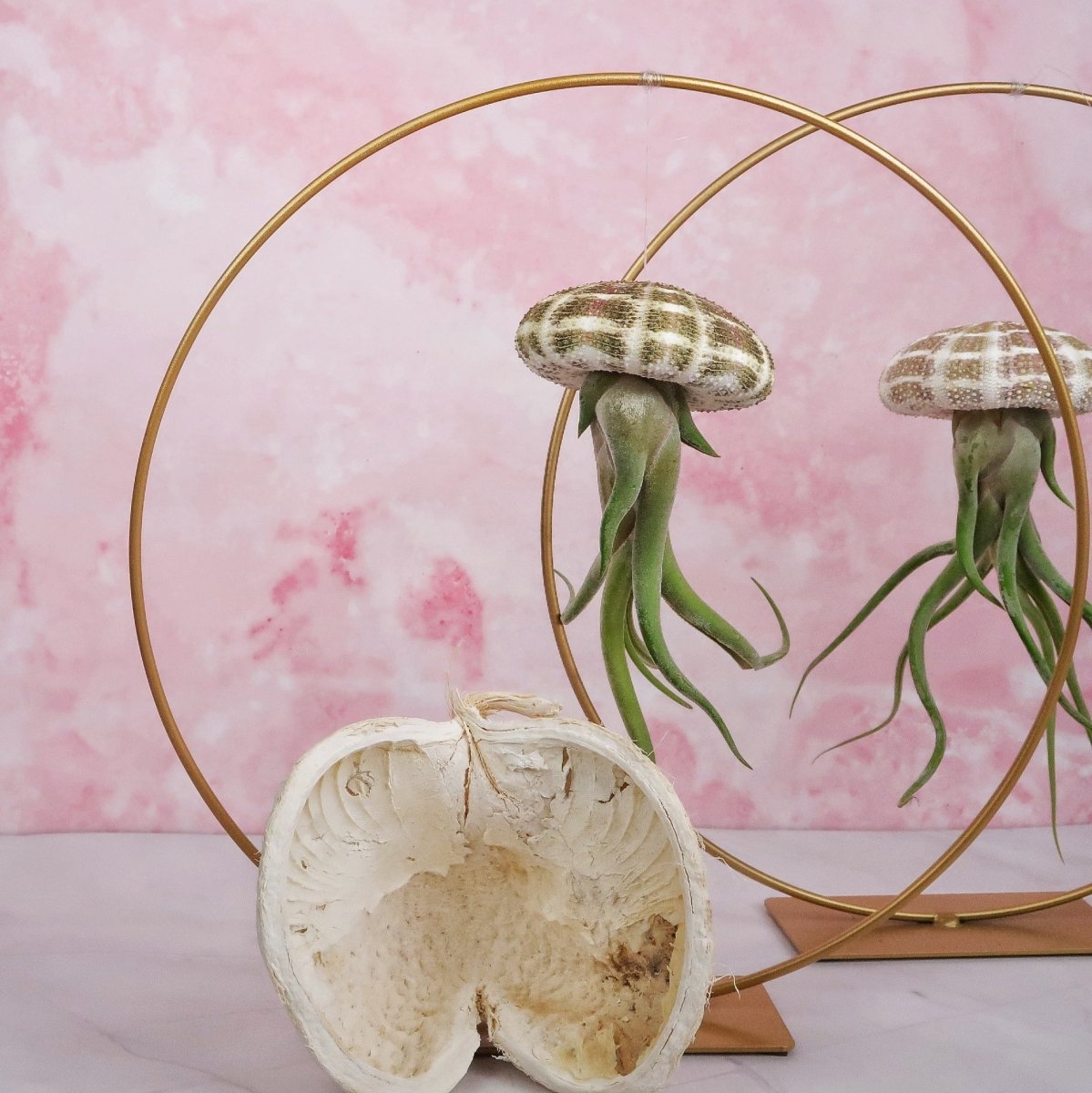 Tillandsia Medusae Natur an transparentem Nylonfaden